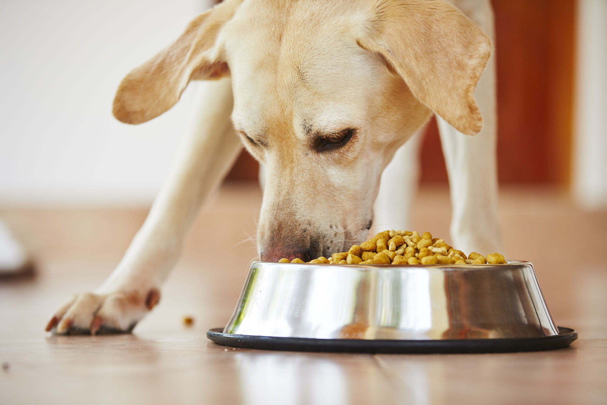 dog-eating-pet-food
