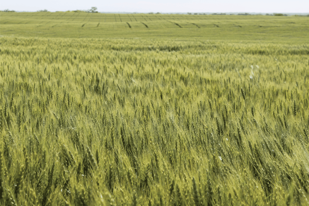 green Kansas Wheat in May